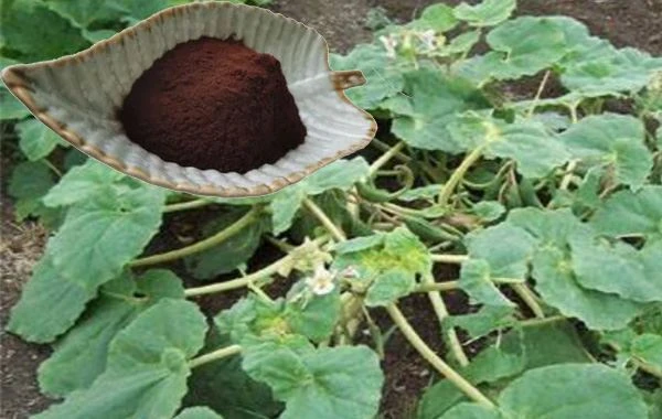 Devil's Claw Root Powder Devil's Claw Root Powder