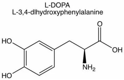 Levodopa ,L-DOPA Powder