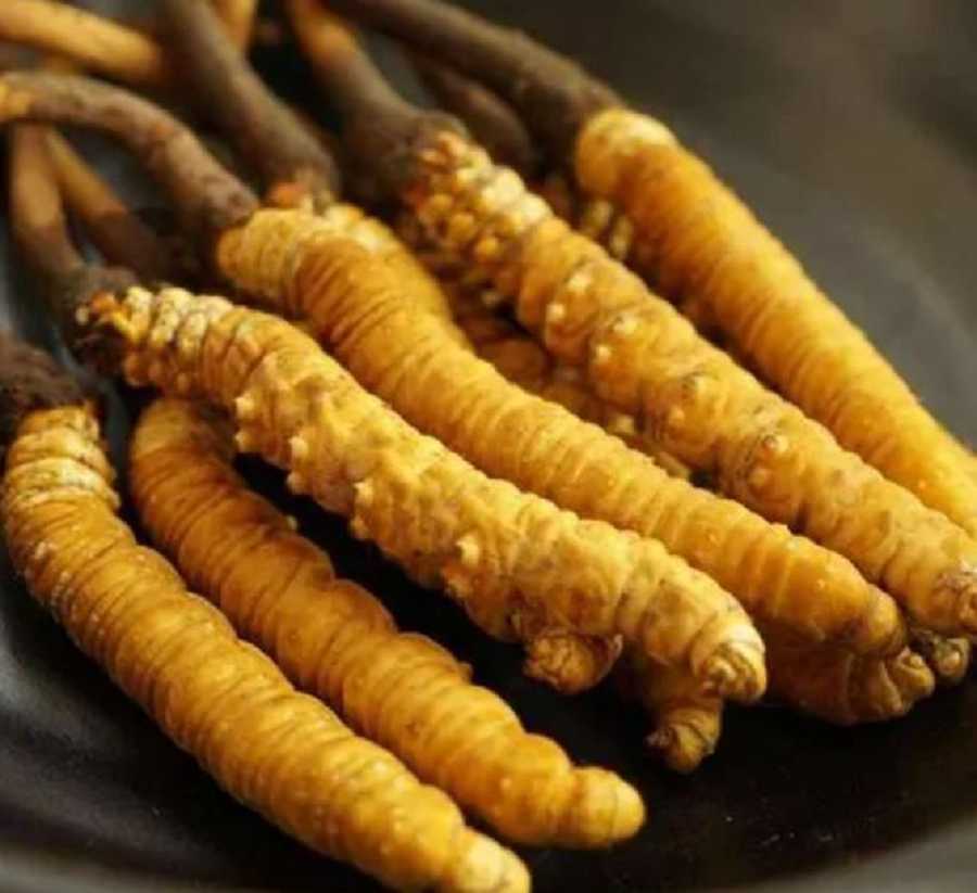 Cordyceps militaris Extract