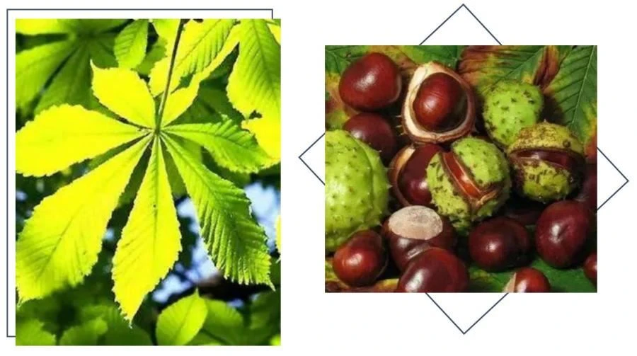 Horse Chestnut Seed Extract