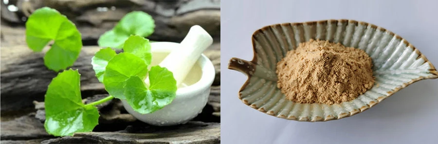 Centella Asiatica Extract Centella Asiatica Extract