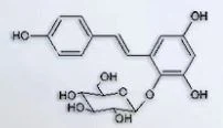 Polygonum Multiflorum Extract